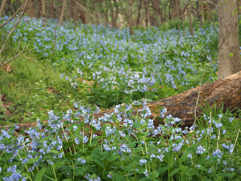 Fields of Bluebells