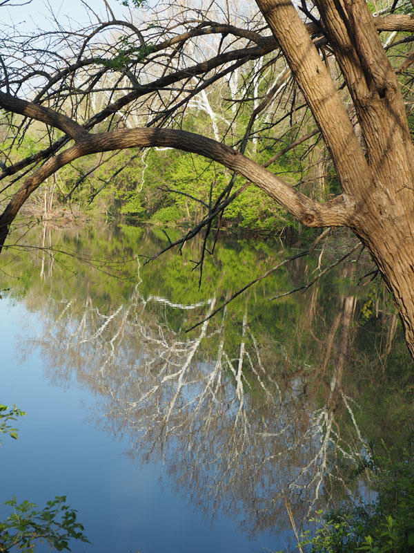 Reflections in the pond