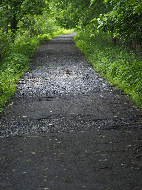 Damage to trail from the storm