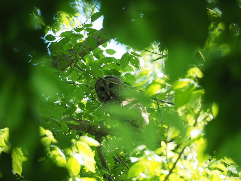 The owl hidden in the trees