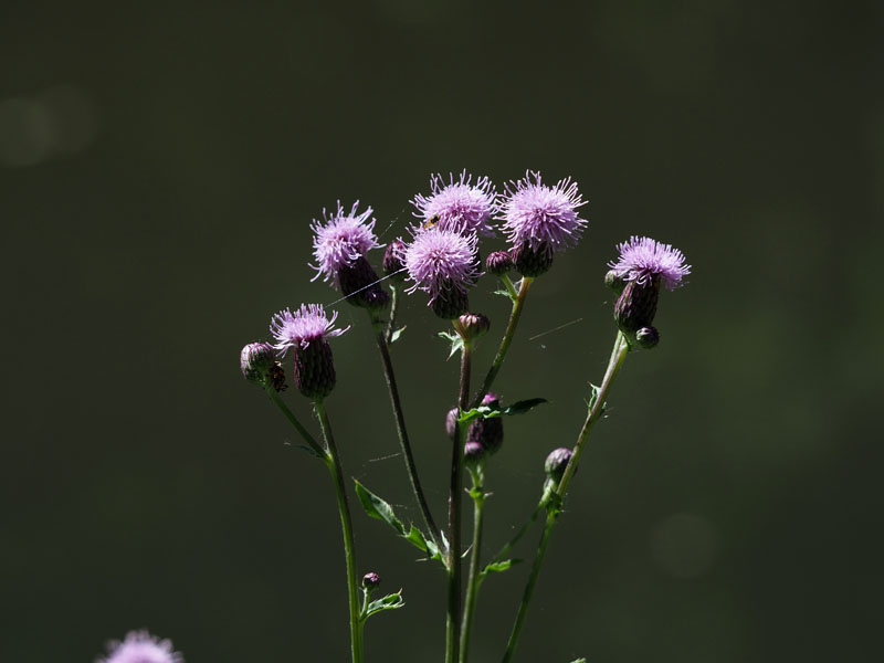 Unidentified flower