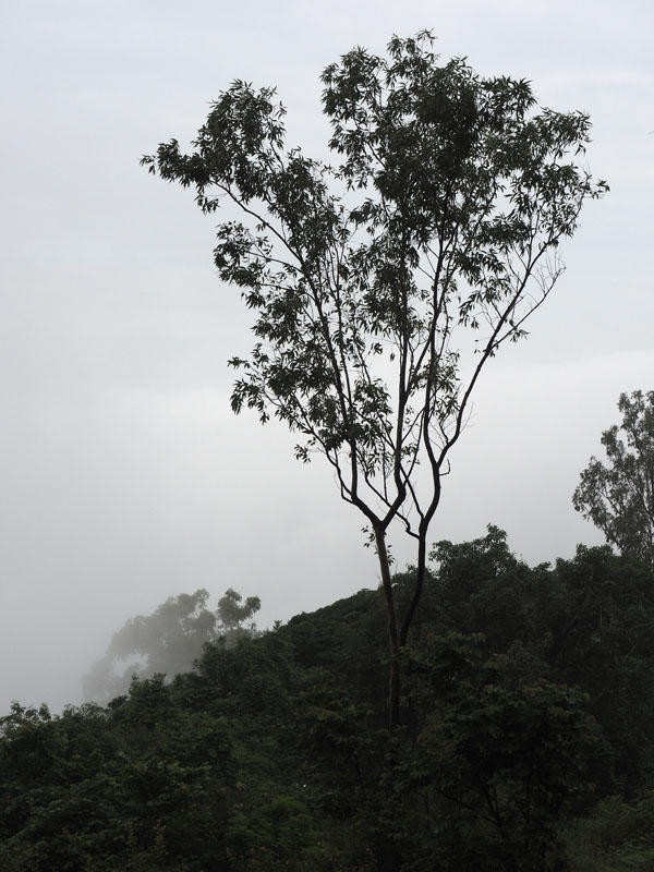 Early morning on Nandi Hills