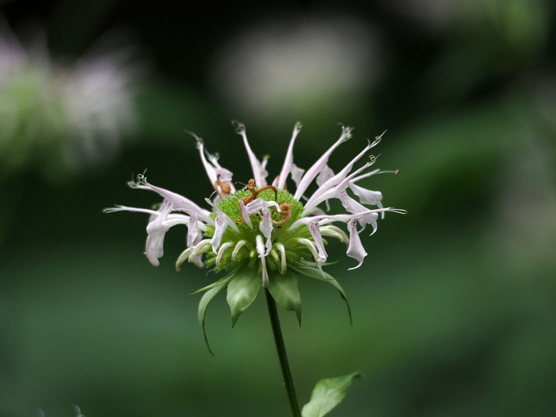 Bee Balm