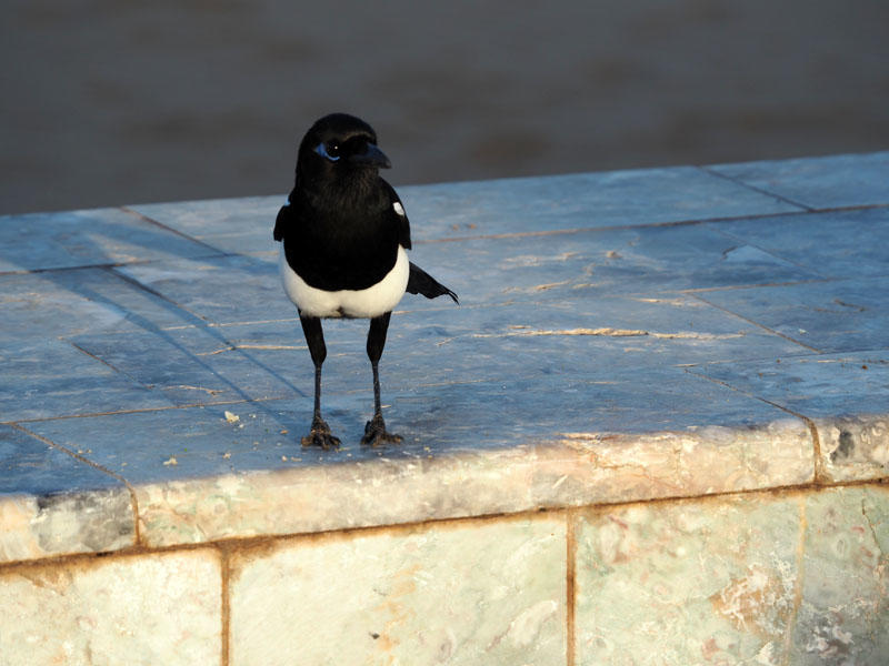 The magpie