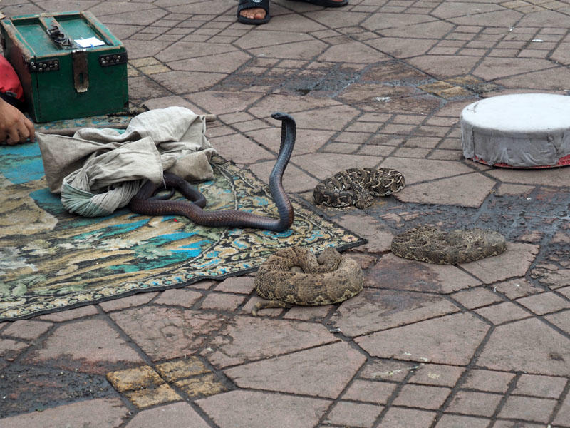 Snake Charmer in Jamaa el-Fna Square
