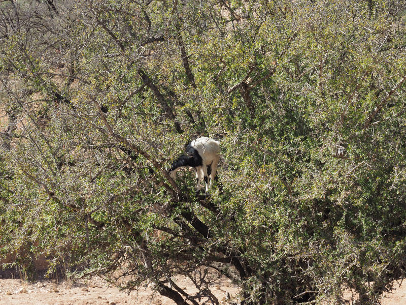 Goat on an Argan tree