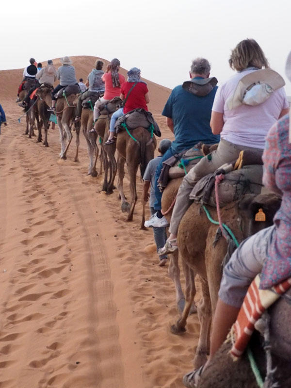 Camel ride in the Sahara