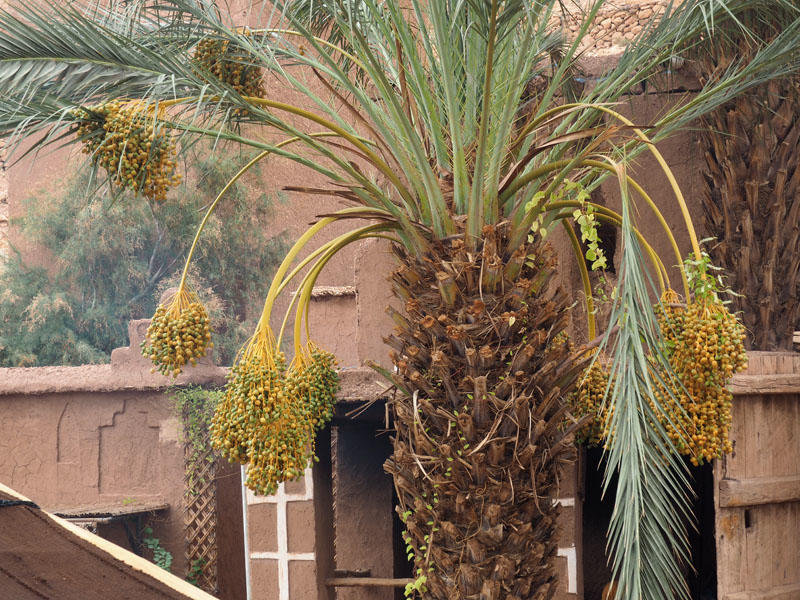 The date tree