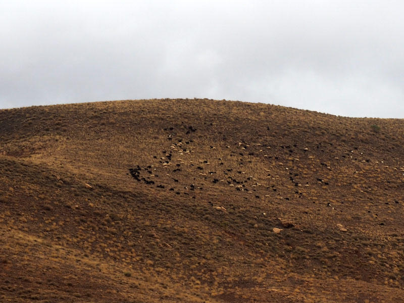The flock