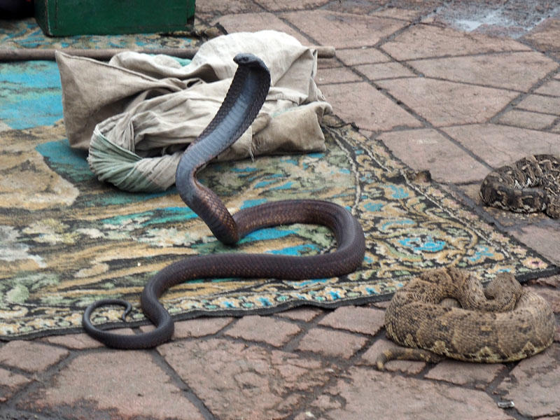 Snake Charmer experience in Jamaa el-Fna Square