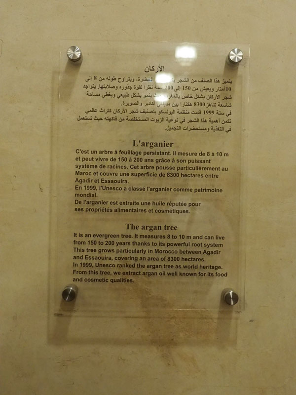 Info in the Fondouk el-Nejjarine regarding the Argan tree