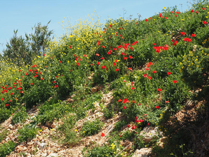 Poppies on the road to Nazare