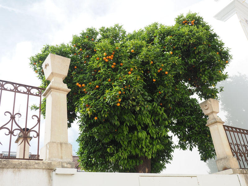 Orange tree in Tomar