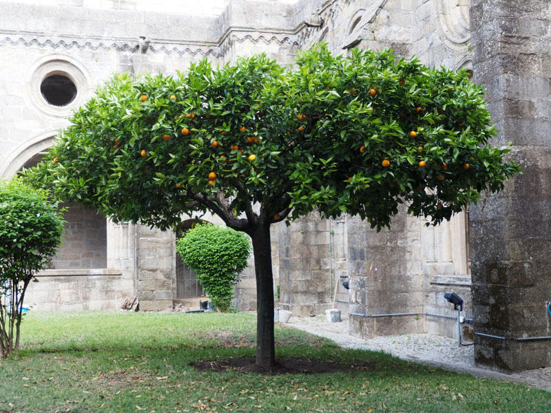 An orange tree in the cloister of the Cathedral of Evora