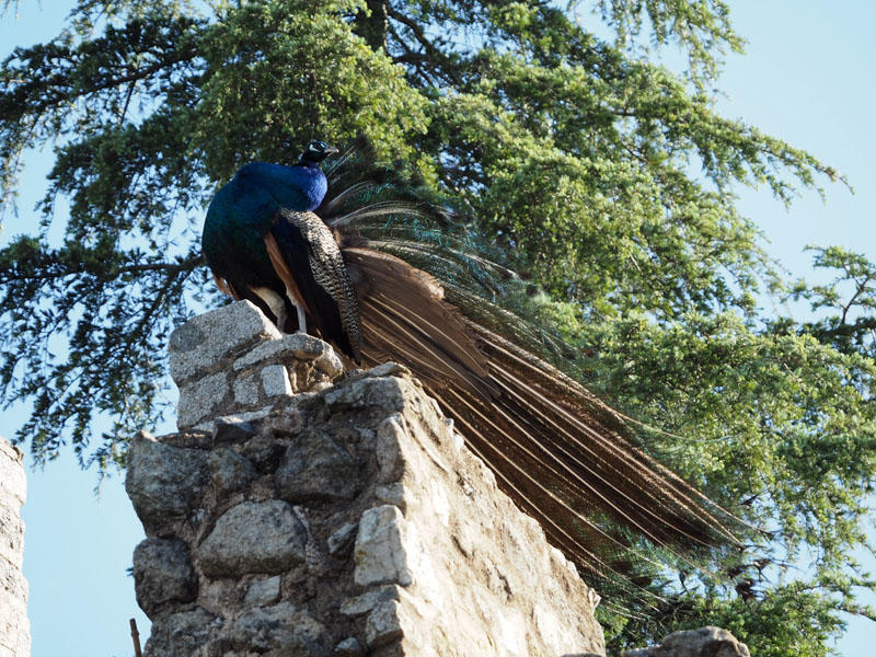The peacock at the gate