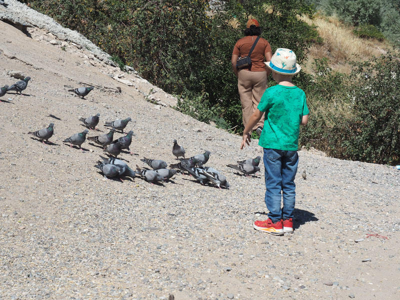 Feeding pigeons at our stop at Pigeon Valley