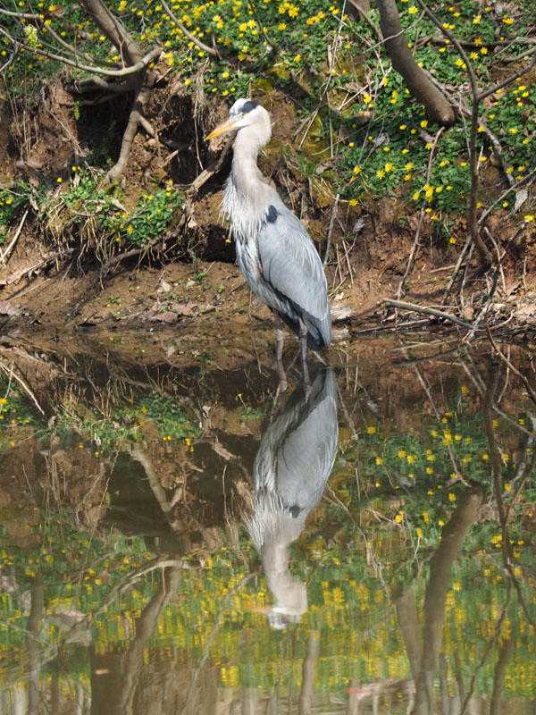 The Great Blue Heron