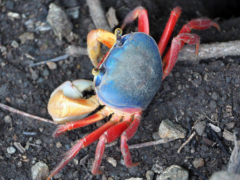 Halloween Crab