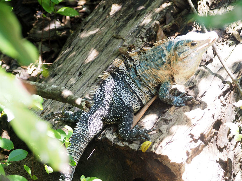 The youngster Iguana