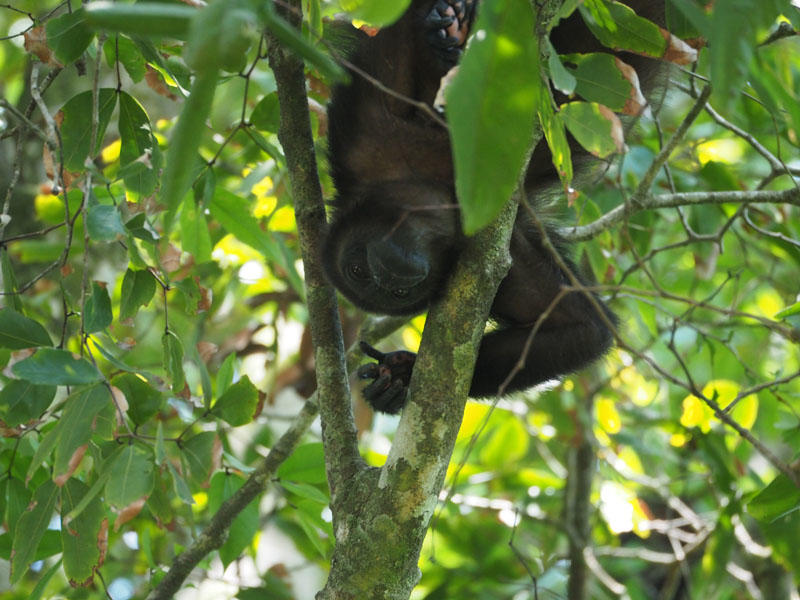 A howler monkey