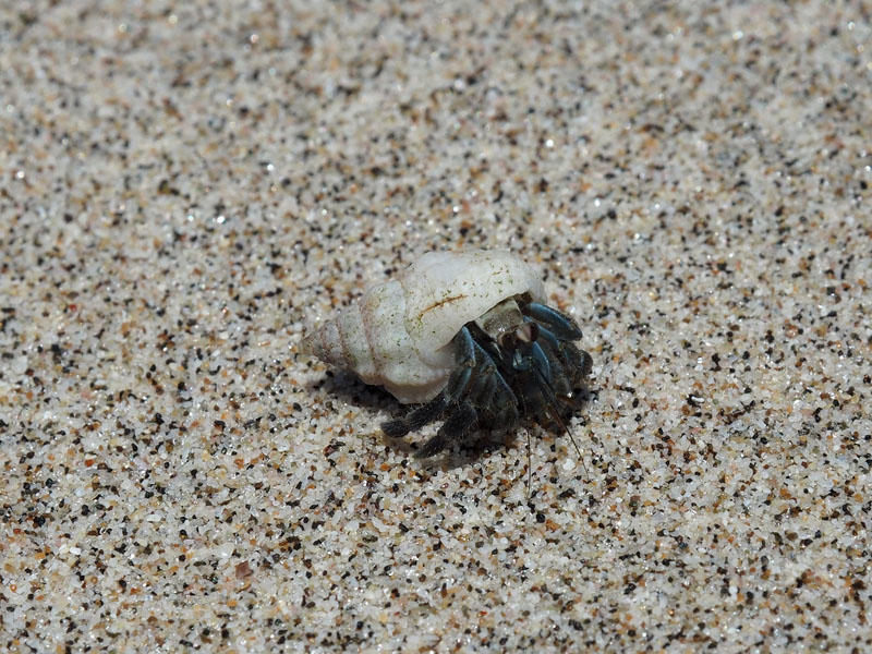 At tiny Hermit crab
