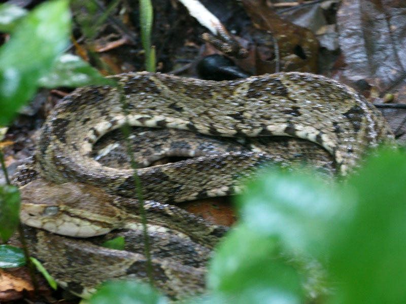 A fer-de-lance pit viper in the underbrush