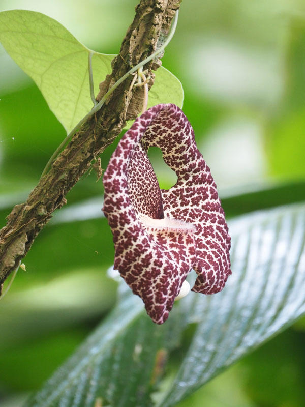 Aristolochia flower