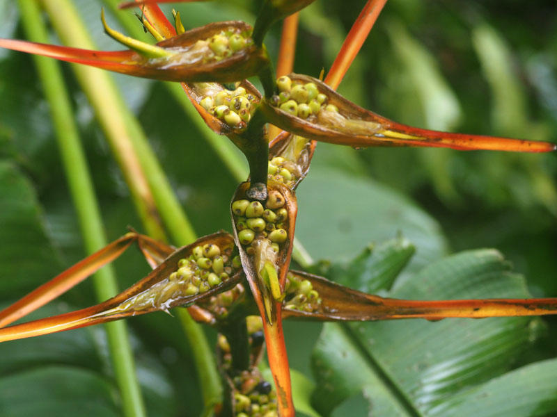 Heliconia fruit