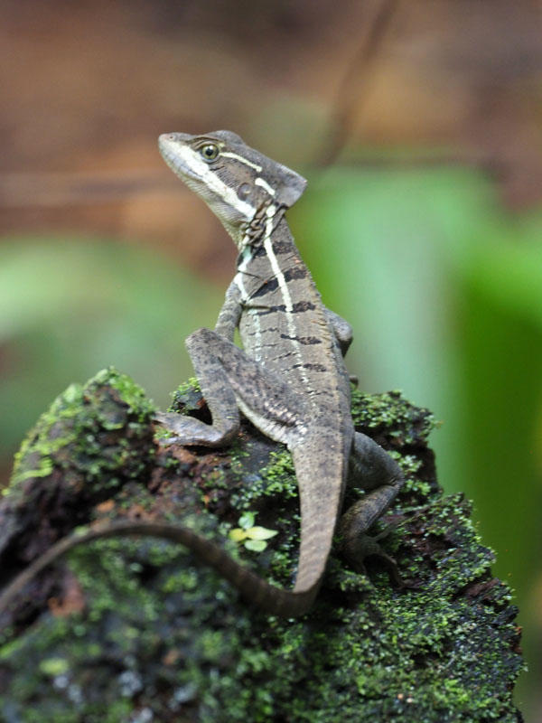 A lizard