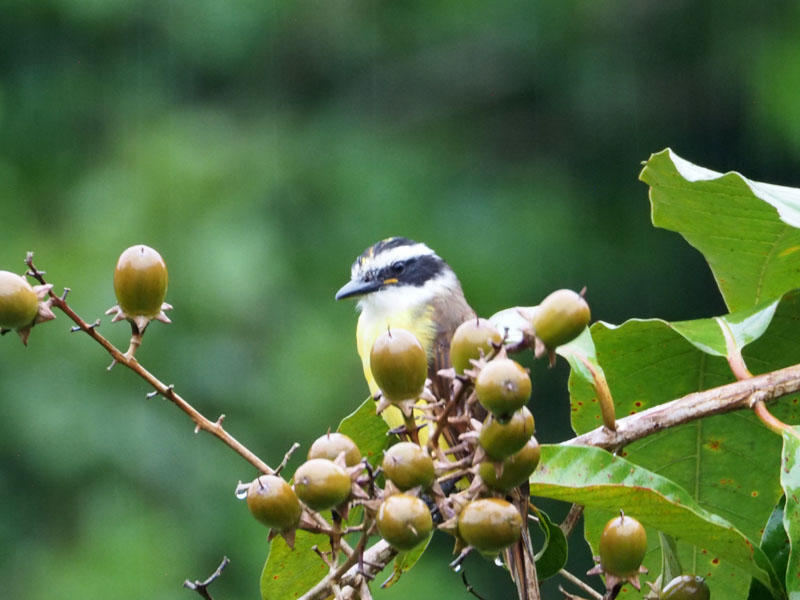 Social Flycatcher, I believe