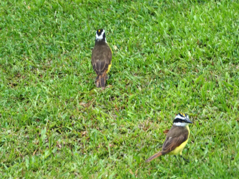 Social Flycatchers, I believe