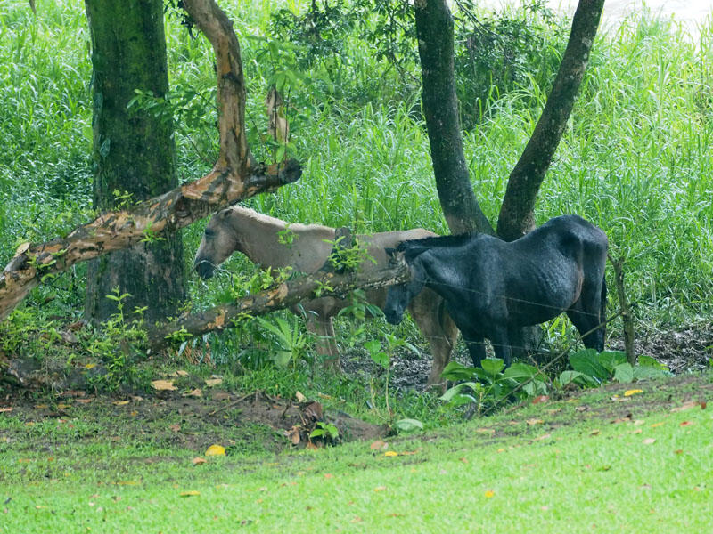 Horses on the hotel property