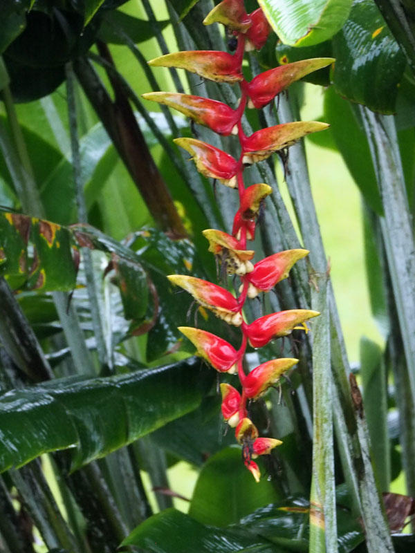 Heliconia in the rain