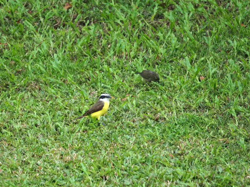 Great Kiskadee or social flycatcher with another unidentified bird
