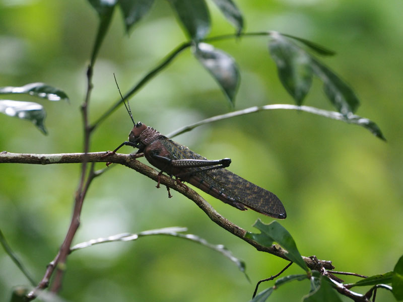 A giant red-winged grasshopper
