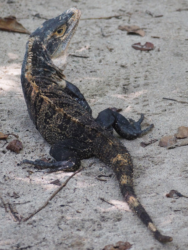 Not sure if this is an iguana or a lizard