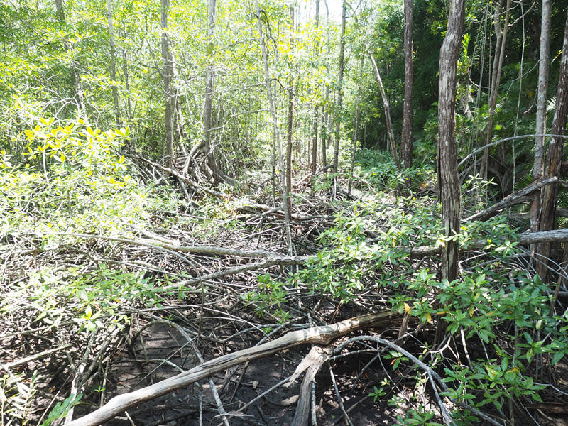 Mangrove in the park
