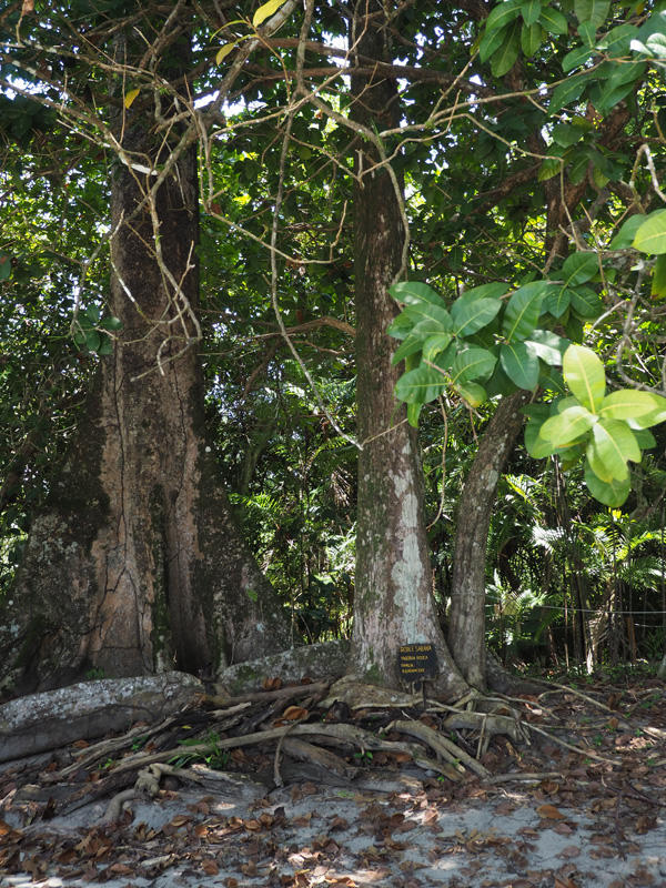National trees of Panama and El Salvador