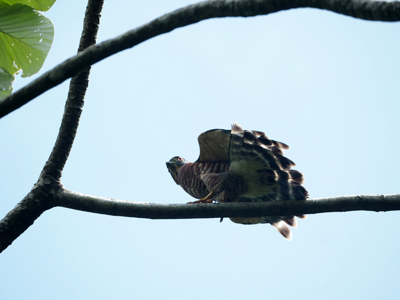 Double Toothed Kite