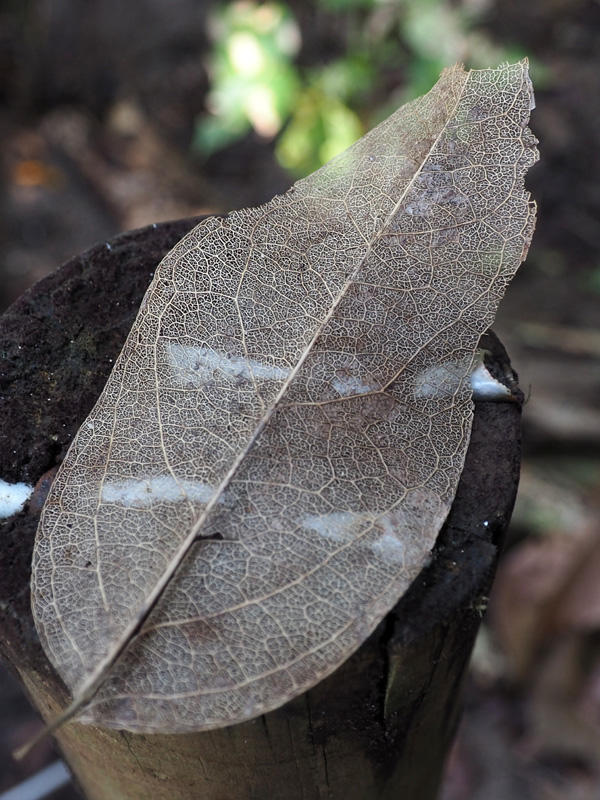 Patterns on a dry leaf