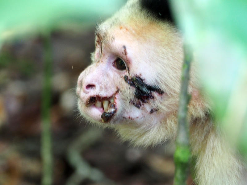 An injured Capuchin monkey