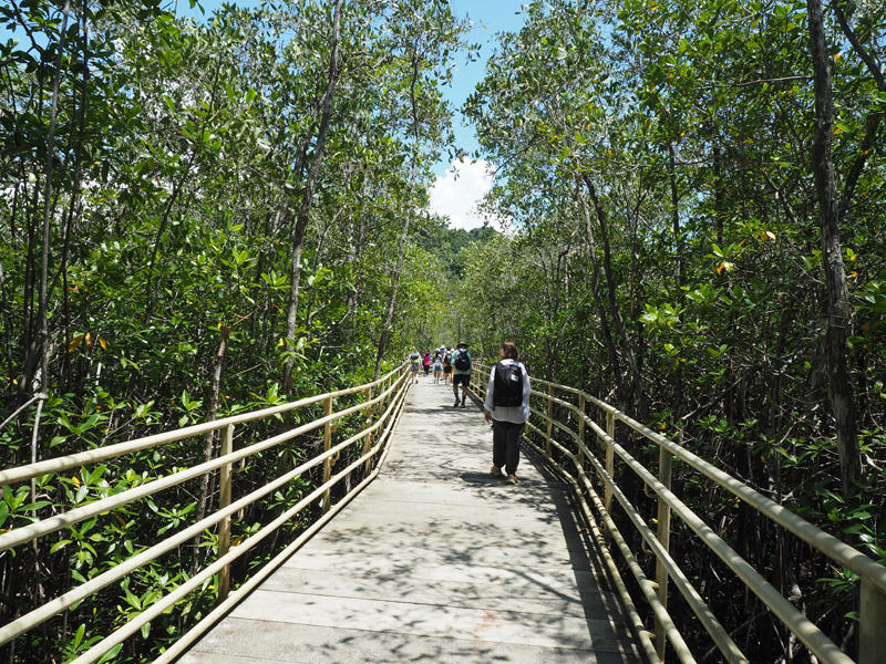 Trail through the mangrove forest