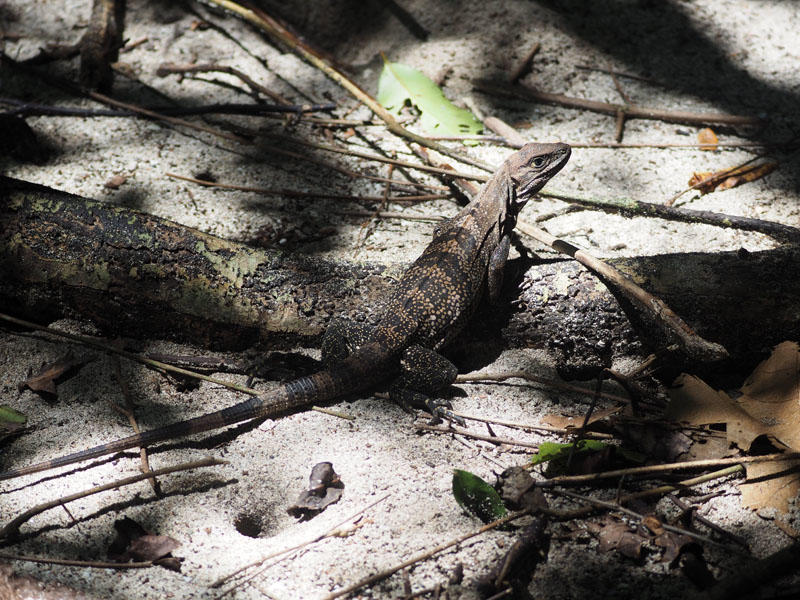 Not sure if this is an iguana or a lizard