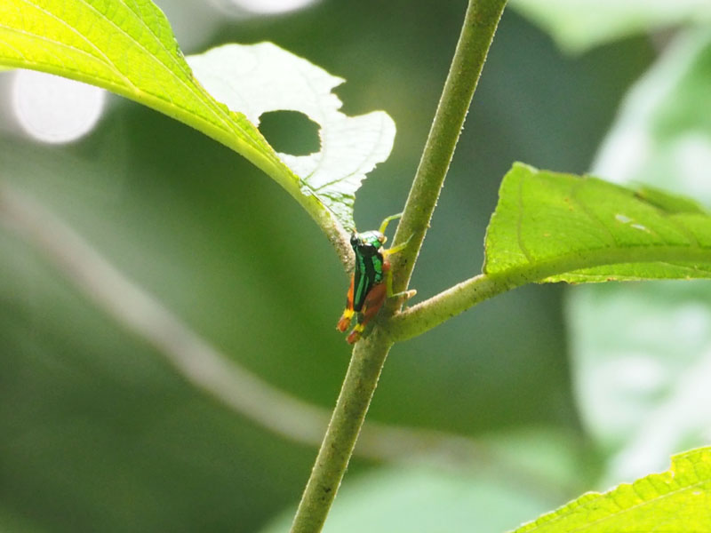 A rainbow grasshopper
