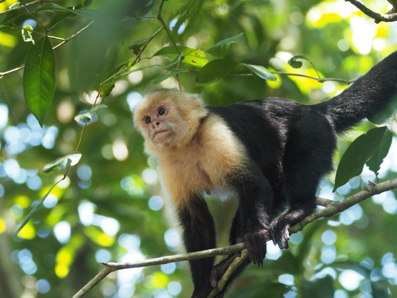 A capuchin monkey looking to steal stuff