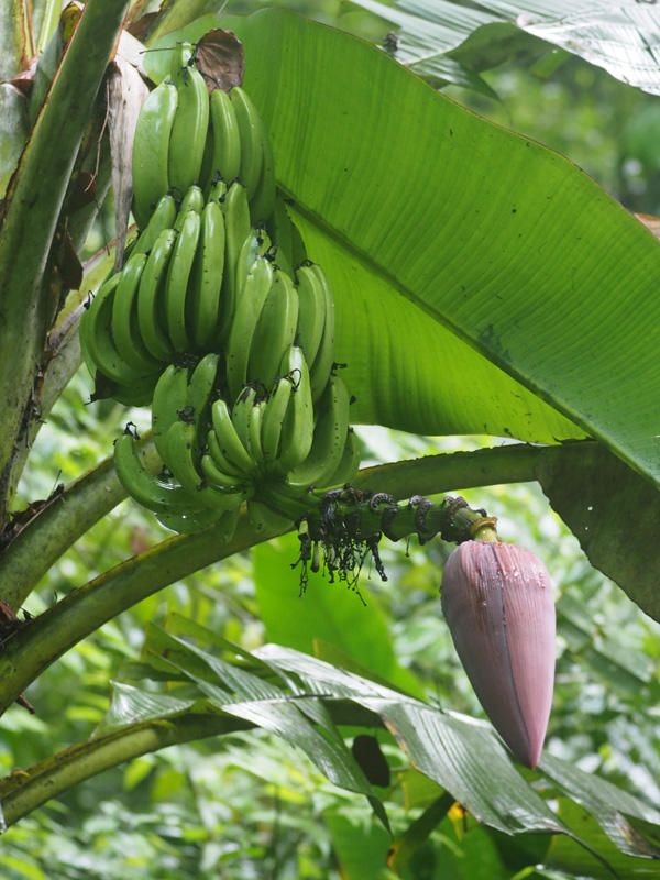 A banana bunch