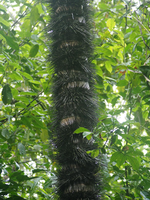 A spiny palm tree