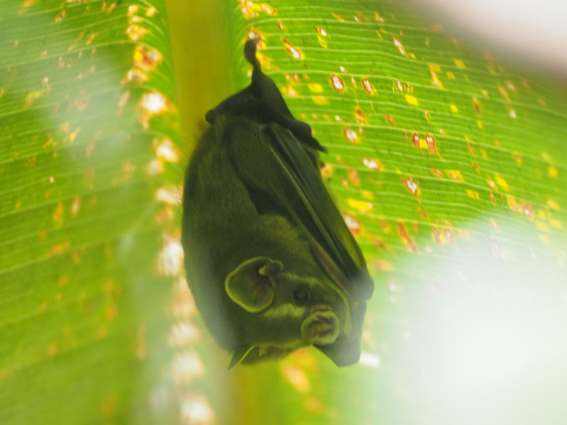 A tent-making bat