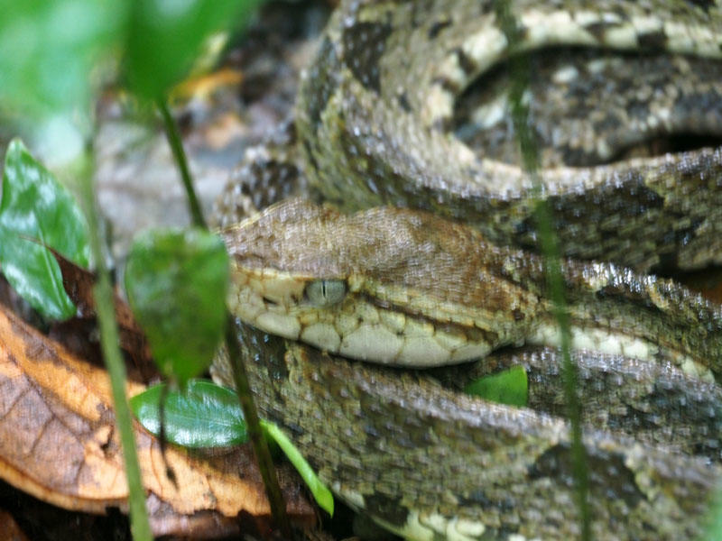 A fer-de-lance pit viper in the underbrush