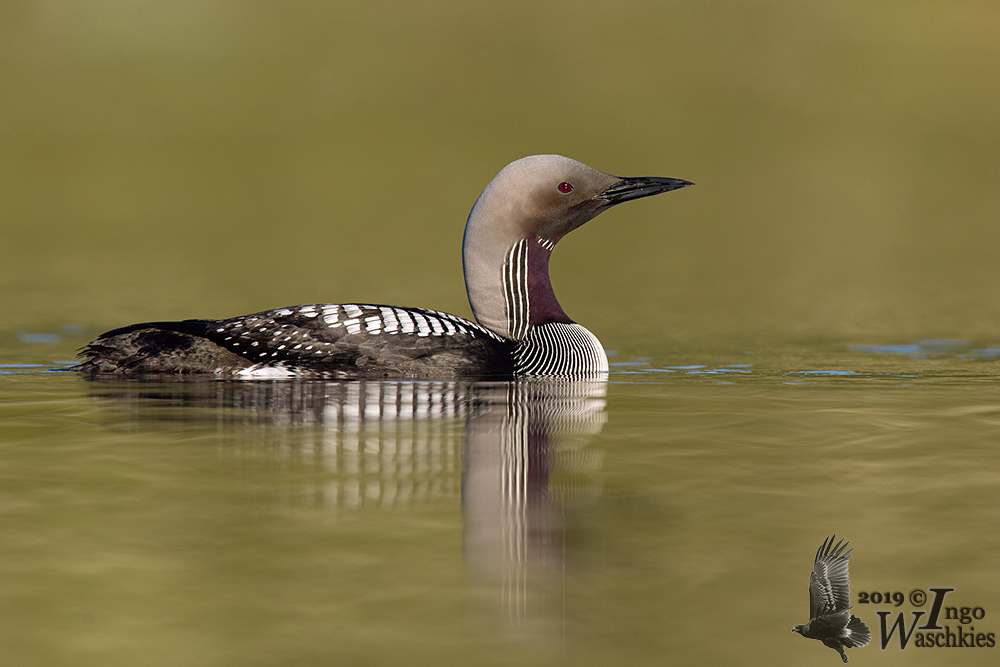 Adult Black-throated Loon